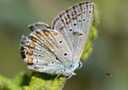 Réf. 294 291 : Polyommatus icarus
